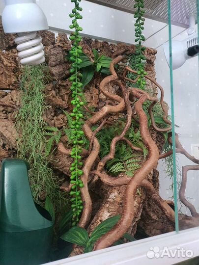 Террариум для рептилий(хамелеон)