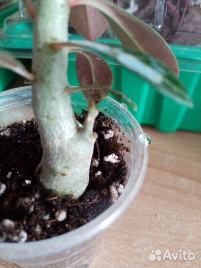 Адениум обесум