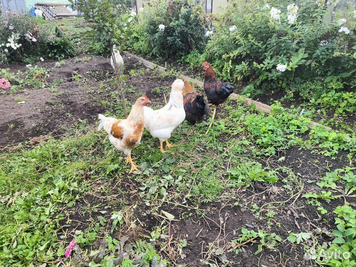 Куры несушки