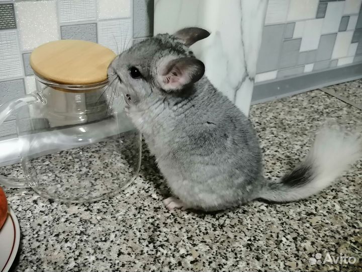 Белый эбони