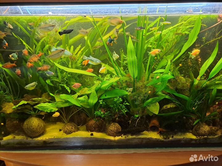 Аквариумные растения