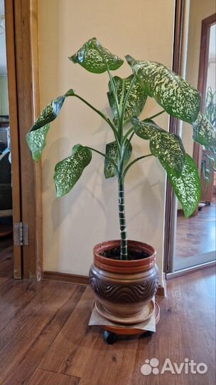 Комнатное растение Диффенбахия