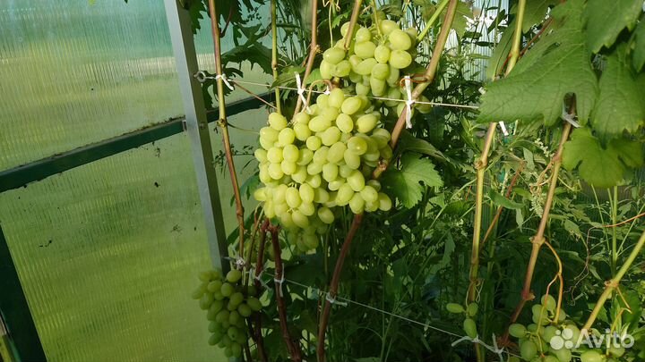 Саженцы столового винограда трехлетние