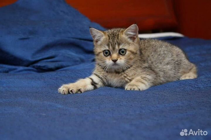 Британская золотая шиншилла ny24 Котик мальчик