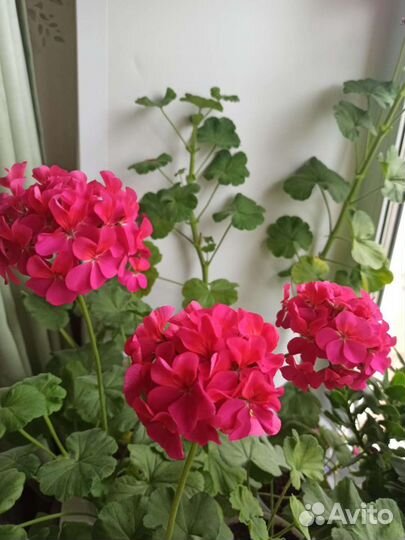 Пеларгония герань. Лечебная