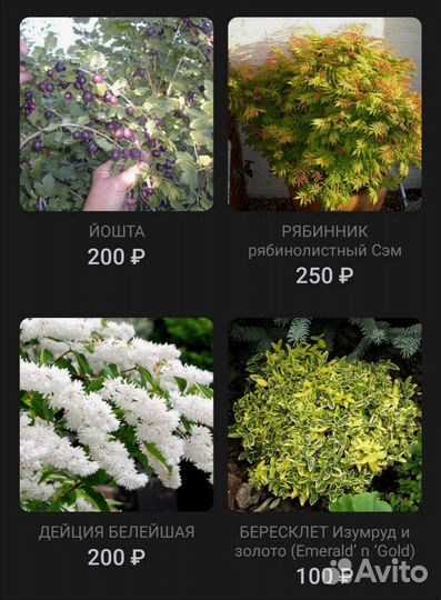 Кустарники