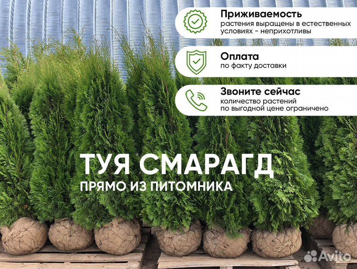 Туя Смарагд 1,3м - опт