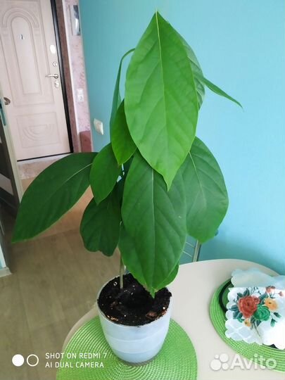 Растение авокадо с горшком