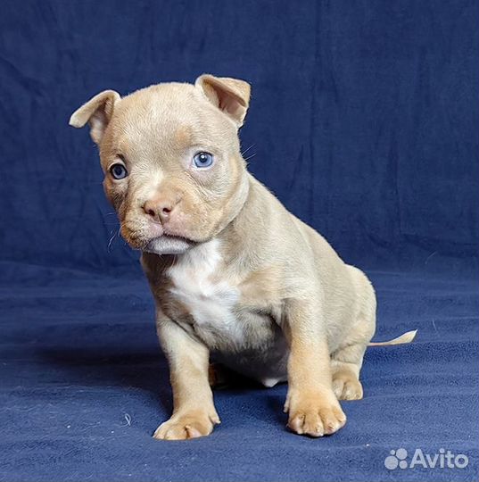 Американский Булли рядом с вами