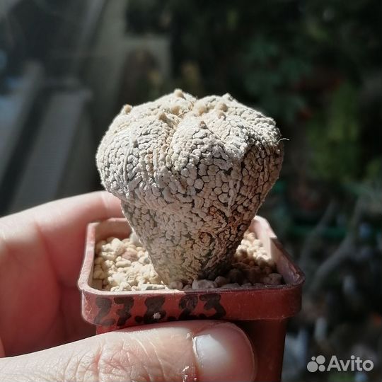Астрофитум Astrophytum