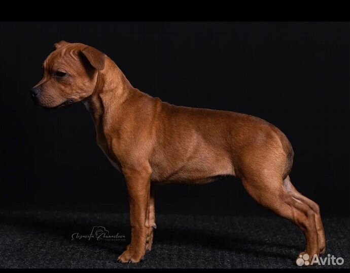 Щенок стаффордширского бультерьера