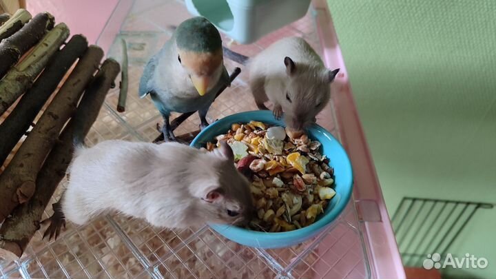 Монгольская песчанка