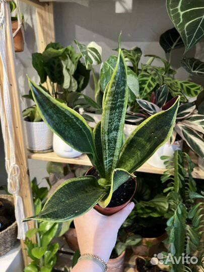 Сансиверии