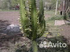 Кактус трёхгранный