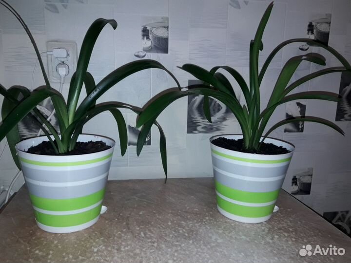 Кливия, молочай, тёщин язык