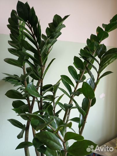 Замиокулькас