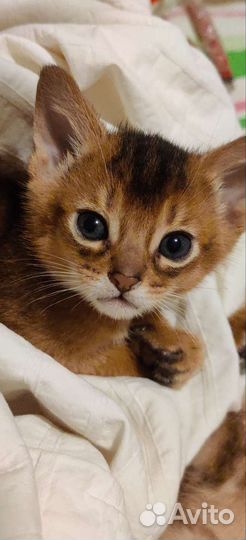 Абиссинские котята