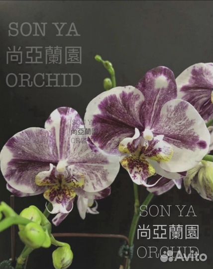 Орхидея SON YA Milky Way