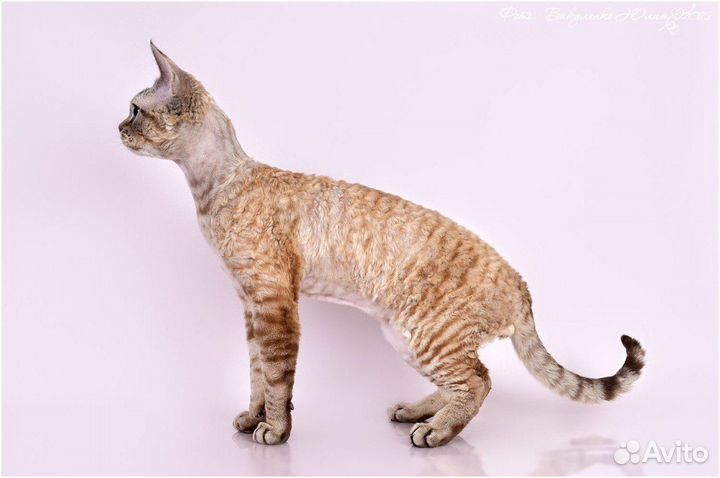 Девон-рекс вязка