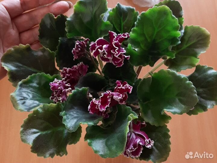 Сортовые фиалки