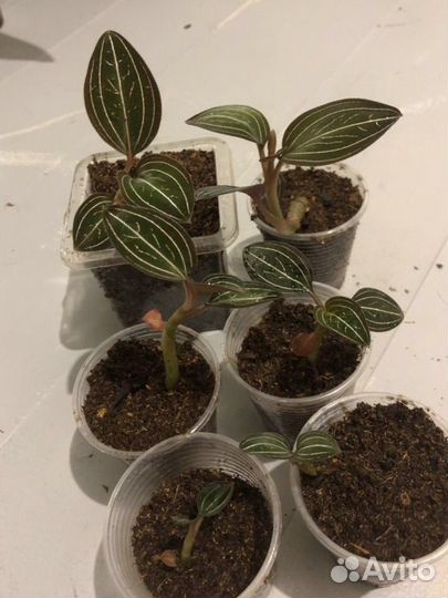 Лудизия, Драгоценная орхидея