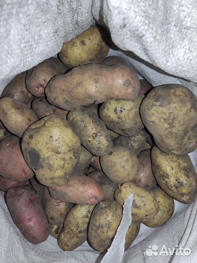 Продам картофель урожай 2023