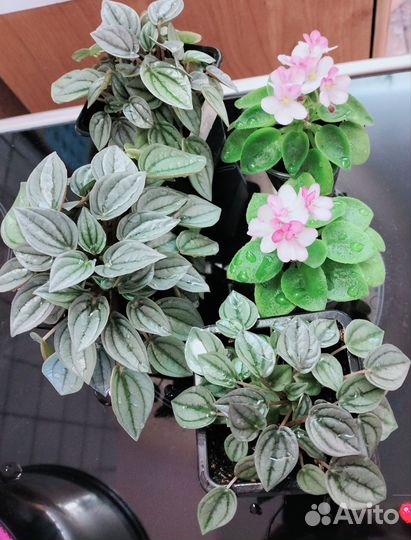 Пиперомия, фиалка