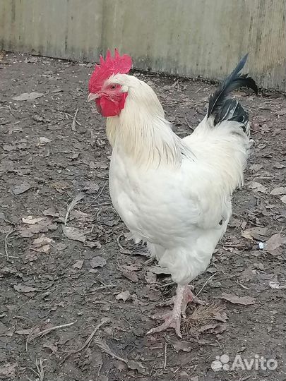 Петух
