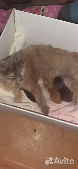 Котята сибирской кошки