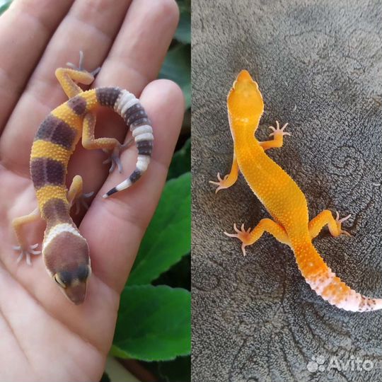 Малыши эублефары