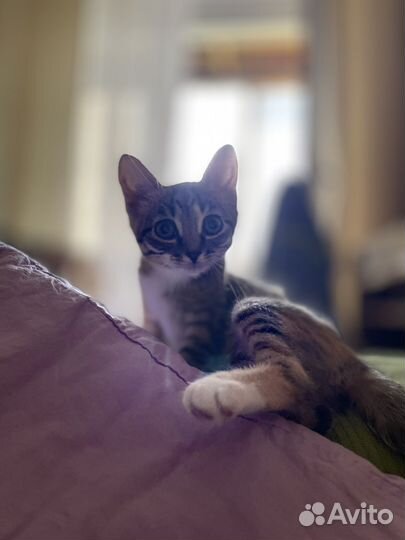 Отдам котят в добрые руки