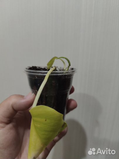 Сциндапсус неон