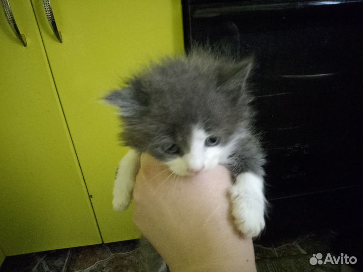 Котята мейн-кун