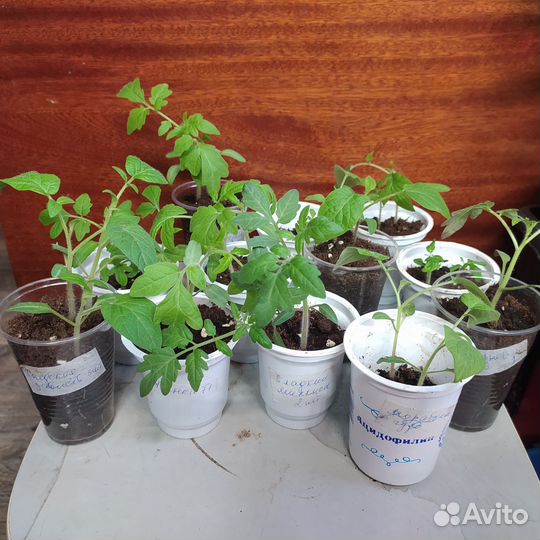 Рассада томатов