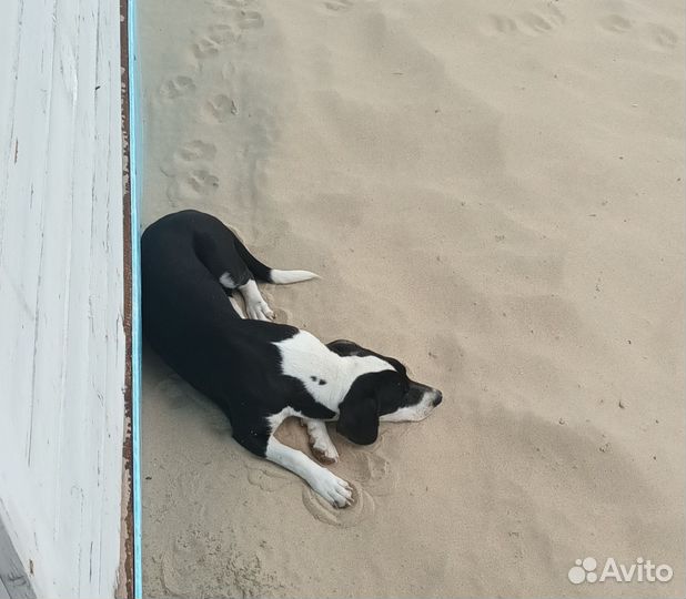 В добрые руки