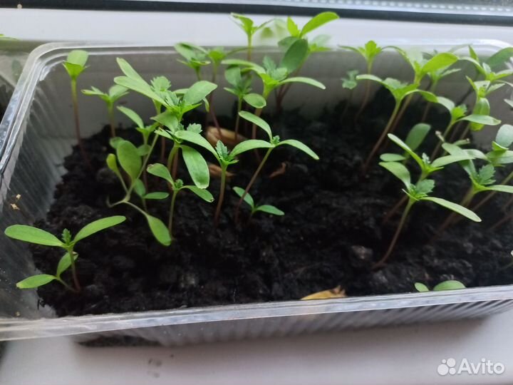 Рассада цветы бархотки