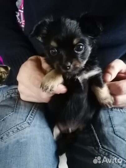 Щенки чихуахуа мини