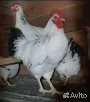 Адлерская серебристая яйцо,цыплята