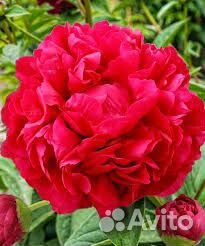 Махровый пион Адольф Руссо ярко красный