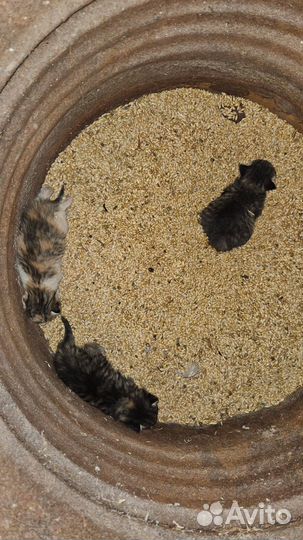 Котята