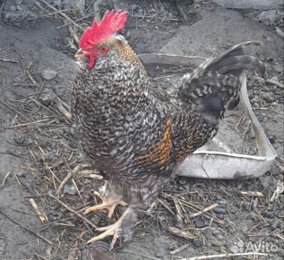 Молодые петухи