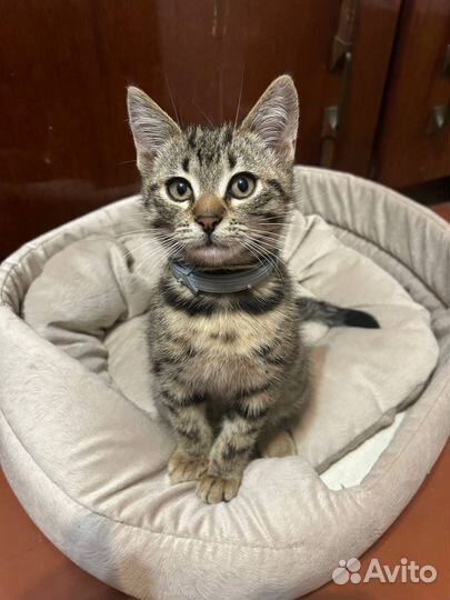 Отдам котенка в добрые руки