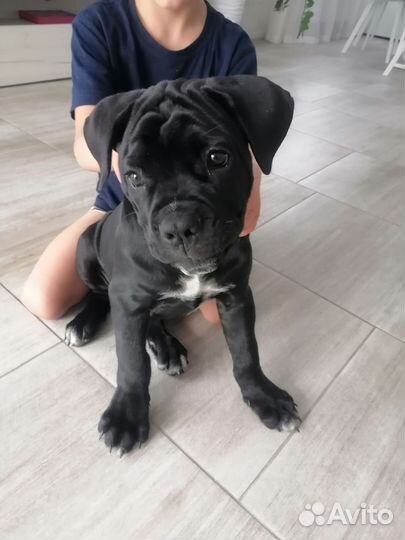 Щенок кане корсо