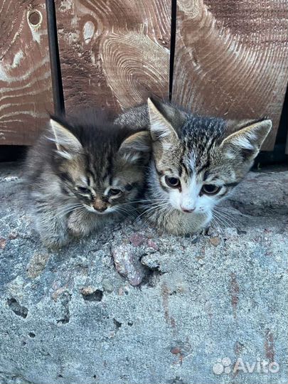 Продажа котят