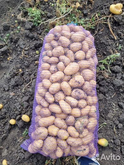 Продам картофель