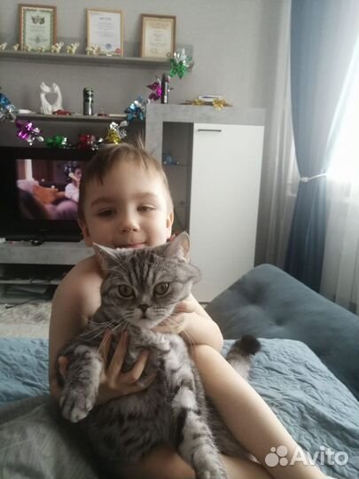 Британская