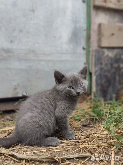 Котята от кошки мышеловки