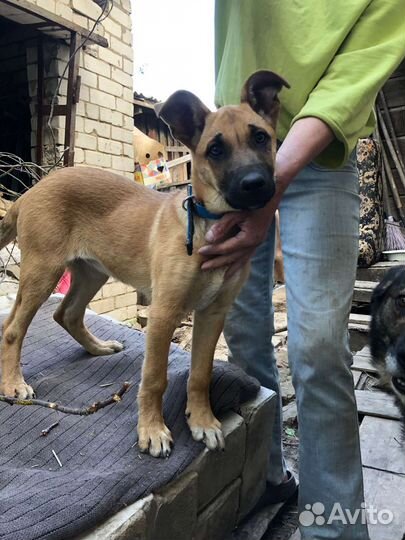 Овчаристый охранный щенок (стерилизованный) 4 мес