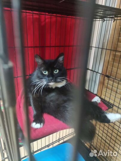 Котик Маркиз