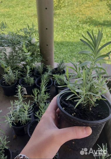 Лаванда саженцы